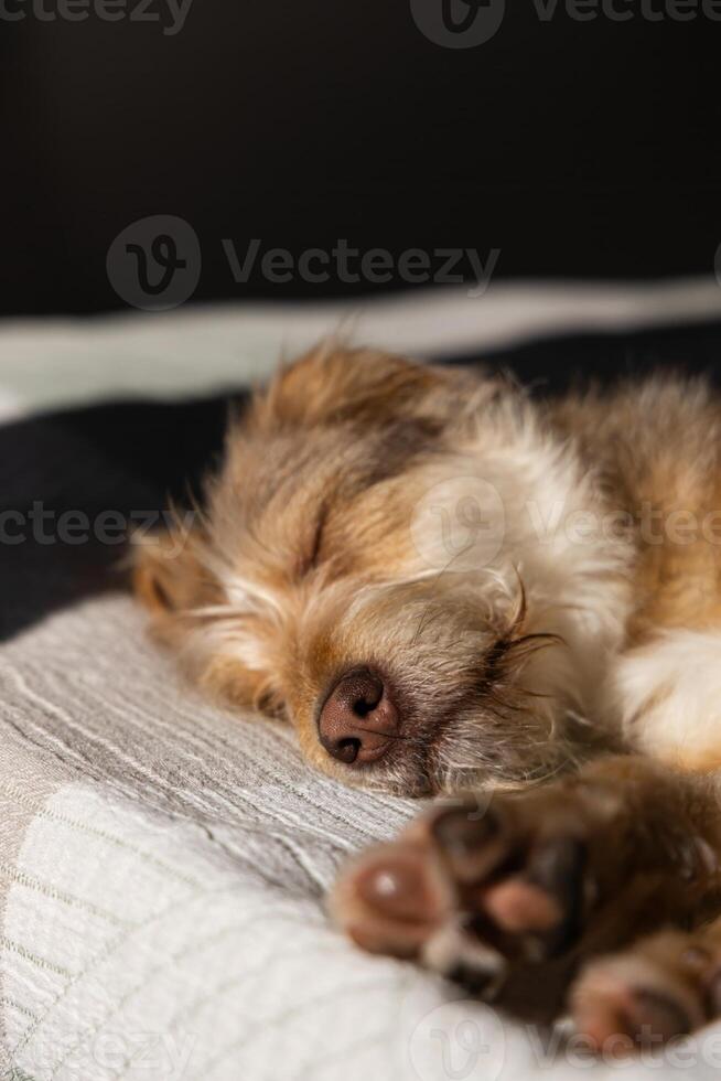 Relaxing dog at home resting on bed. Sunny bright day. Contrast of shadow and bright sun from window. photo