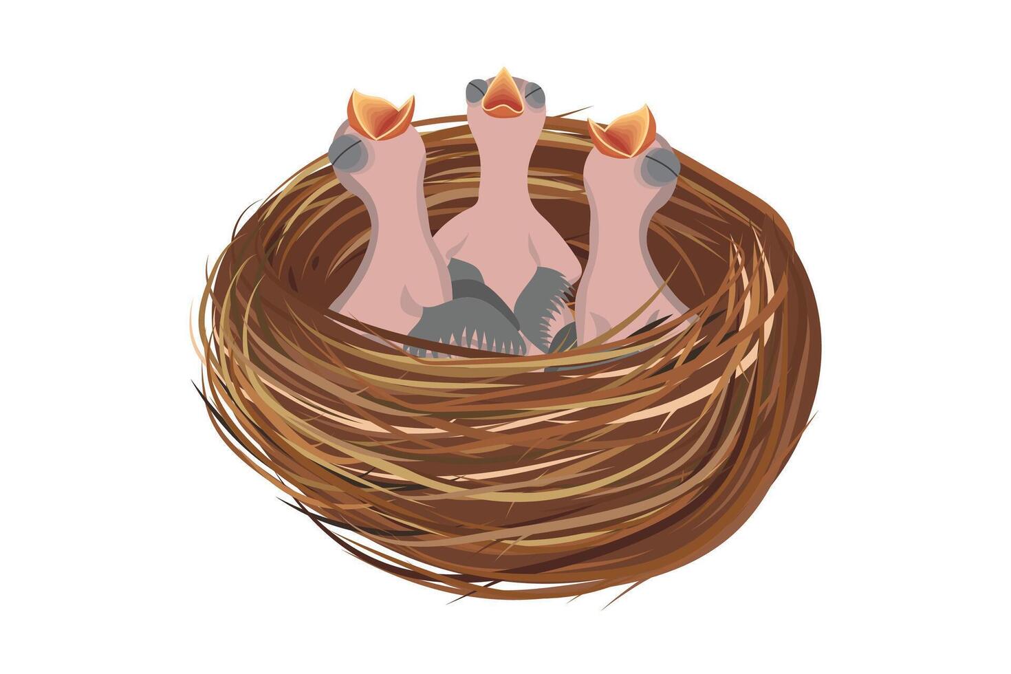 Three chicks with their beaks open waiting to be fed by their parents in a nest made of twigs vector