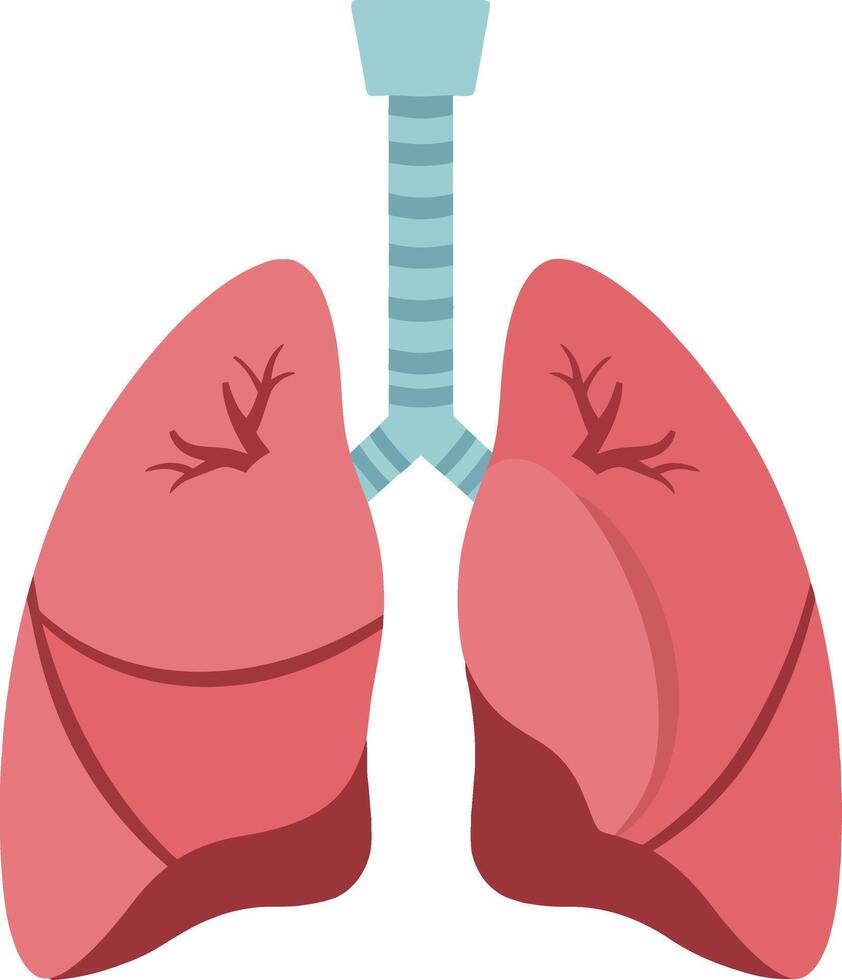 Anatomically accurate representation of human lungs in vibrant colors with a flat design style showcasing detailed structures in illustration vector