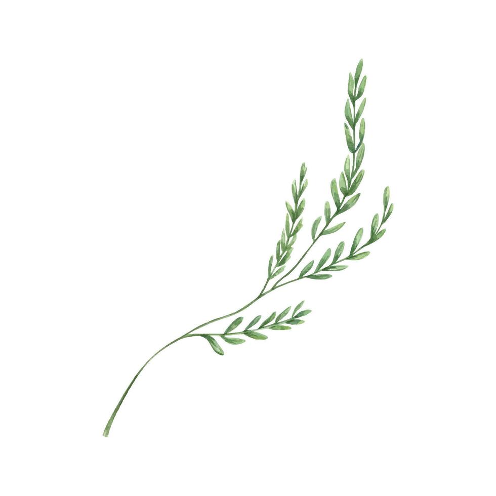 Field green seed grass with curved stem watercolor illustration isolated background. Hand painted summer meadow oat herb with spikelet. Wildflower for decoration, birthday invitation, design vector