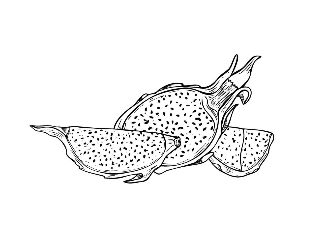 Monochrome pitahaya cactus or pitaya slices hand drawn graphic illustration. Aromatic juicy dragon fruit line art black ink sketch for tropical menu design, poster, banner, label vector