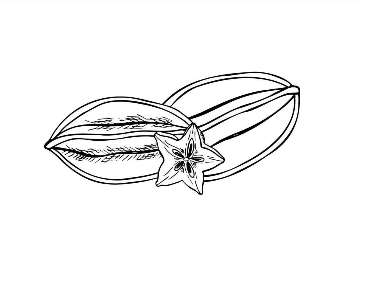 Tropical Asian carambola illustration painted by black inks. Monochrome whole of star fruit and slice engraving drawing composition. Food ingredient for menu, dessert decor, package design vector