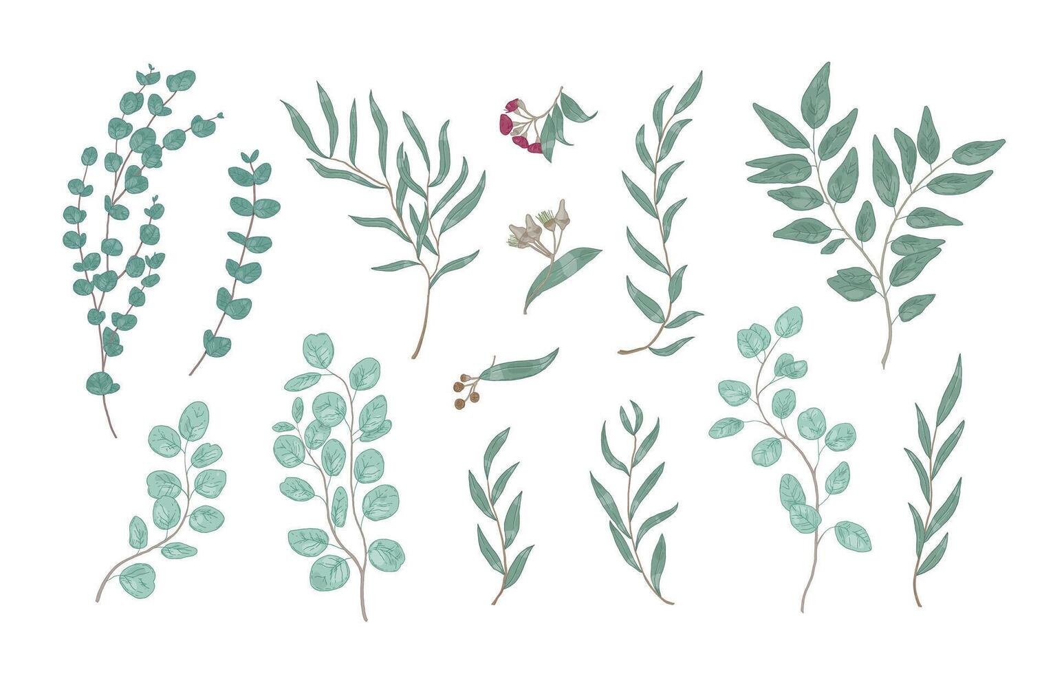 Bundle of elegant detailed drawings of various eucalyptus branches with green leaves. Set of hand drawn natural decorations isolated on white background. Realistic botanical illustration. vector