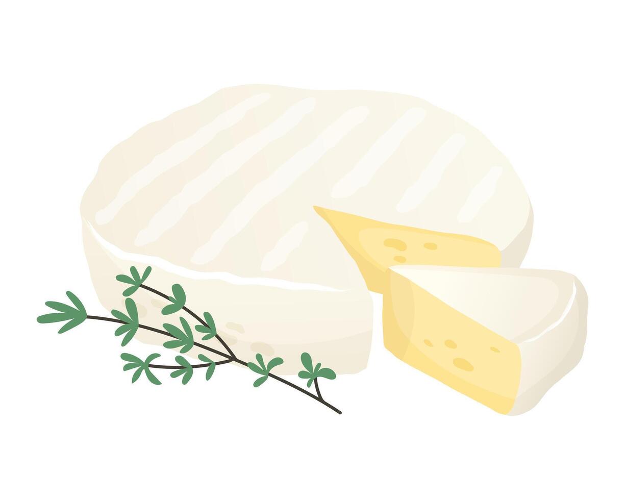 Soft white round brie cheese with thyme. Camembert, brie cut piece. Organic farm food. Design element, cartoon flat illustration for logo, poster, menu. Isolated on white background. vector