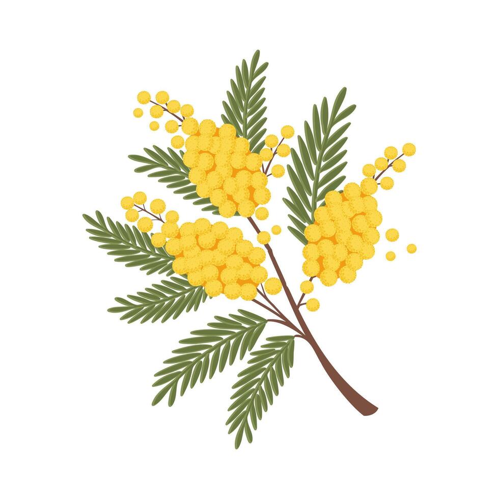 Beautiful illustration of a mimosa branch. Bouquet of mimosa. Spring greeting card. vector