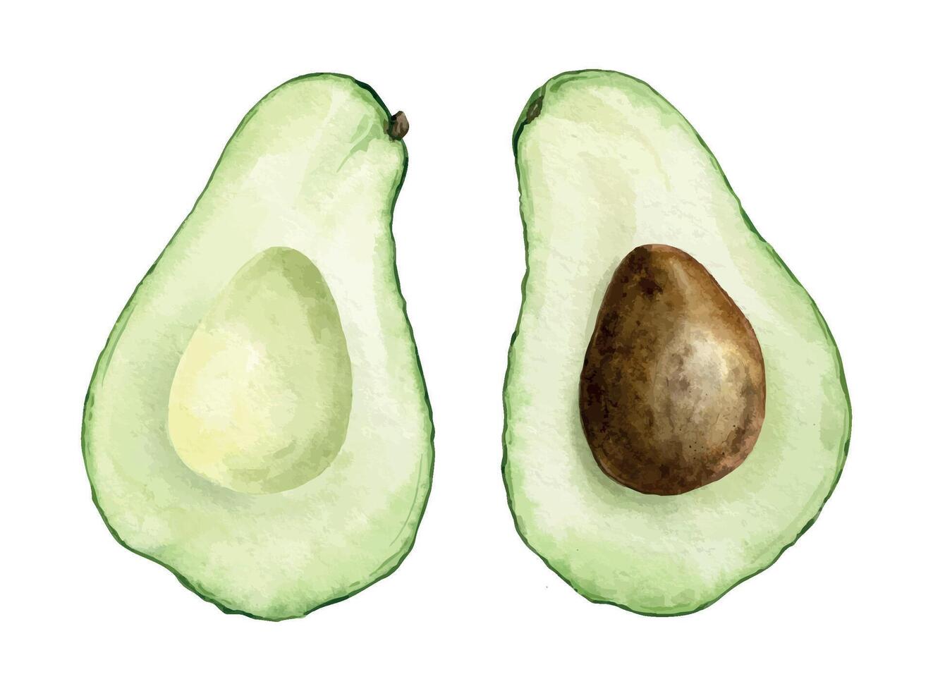 Set avocado halves fruit with seed and Seedless slices. Isolated hand drawn watercolor illustrations. Clipart avocado Vegetables for menu, packaging of food, cosmetics, fabrics, cards, recipe vector