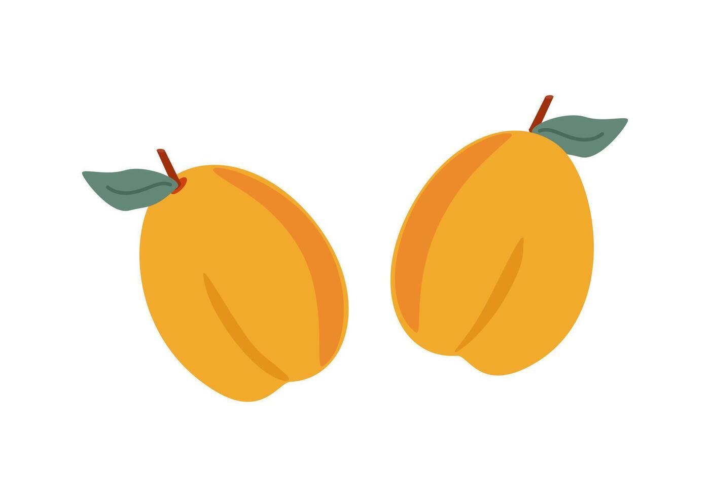 Ripe fruits apricots with leaves vector