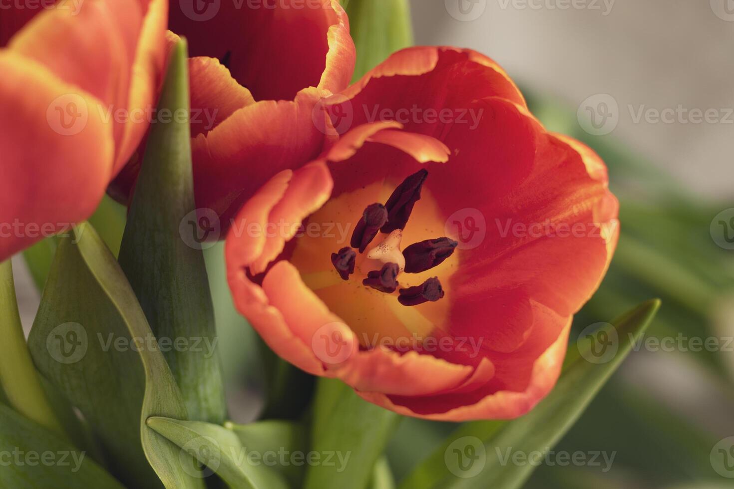 Tulip flowers in a vase on a wooden table. photo