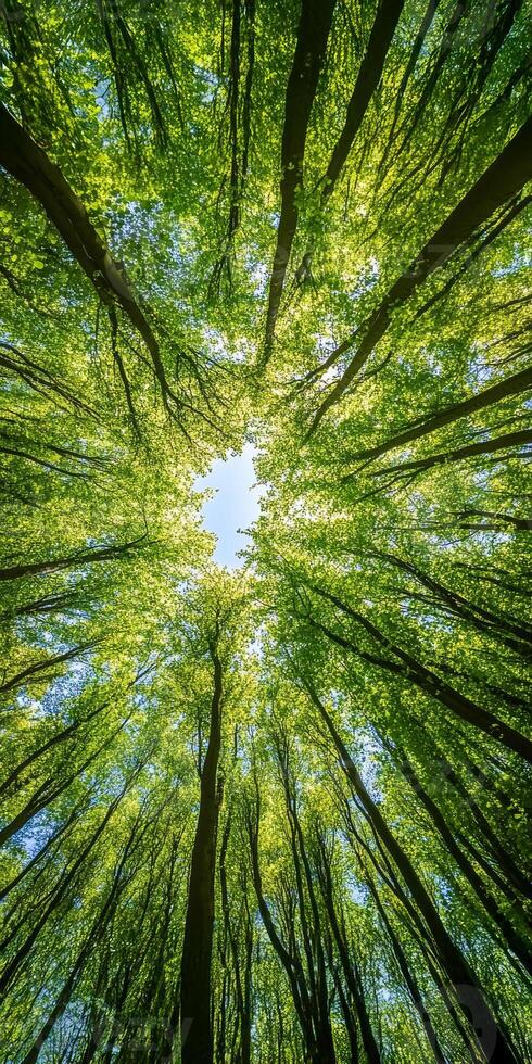 stunning view of tall trees reaching towards bright blue sky, surrounded by vibrant green leaves, creating serene and peaceful atmosphere photo