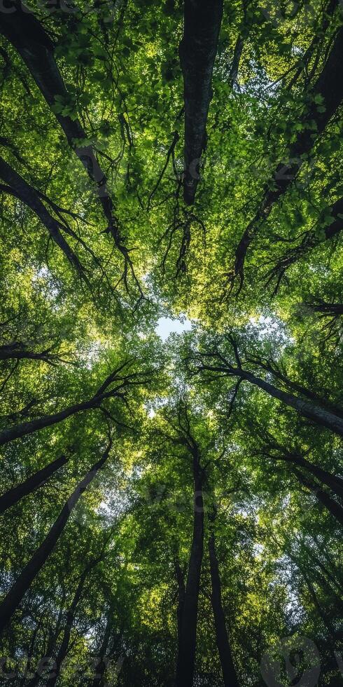 Aerial view of lush green trees reaching towards sky, creating serene and peaceful atmosphere in forest. vibrant leaves form natural canopy photo