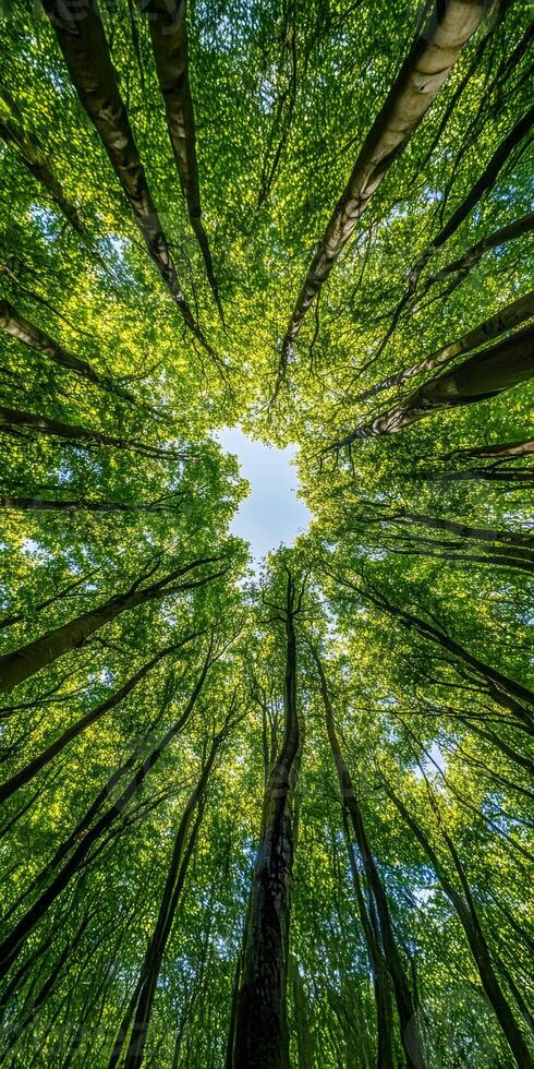 Looking up at vibrant green forest canopy with tall trees and sunlight filtering through leaves, creating serene atmosphere photo
