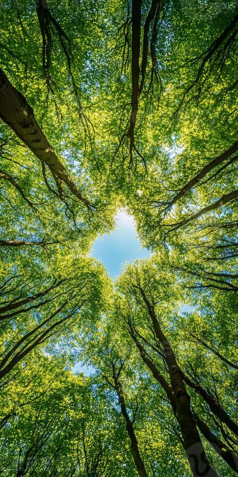 Looking up at vibrant canopy of green leaves and trees, creating natural frame around blue sky. sunlight filters through, enhancing serene atmosphere photo