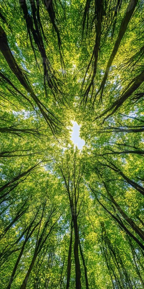 Looking up at lush green forest canopy with sunlight filtering through leaves, creating serene and vibrant atmosphere photo