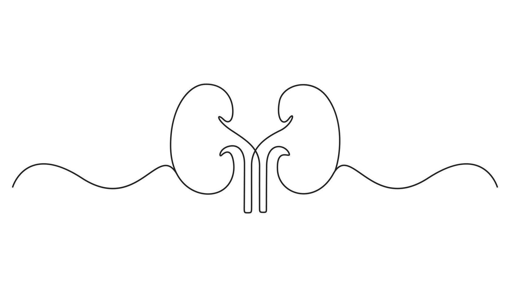 Continuous line drawing of kidney icon. Human kidney continuous one line drawing graphic illustration, Graphic hand drawn style design for health and medical. vector
