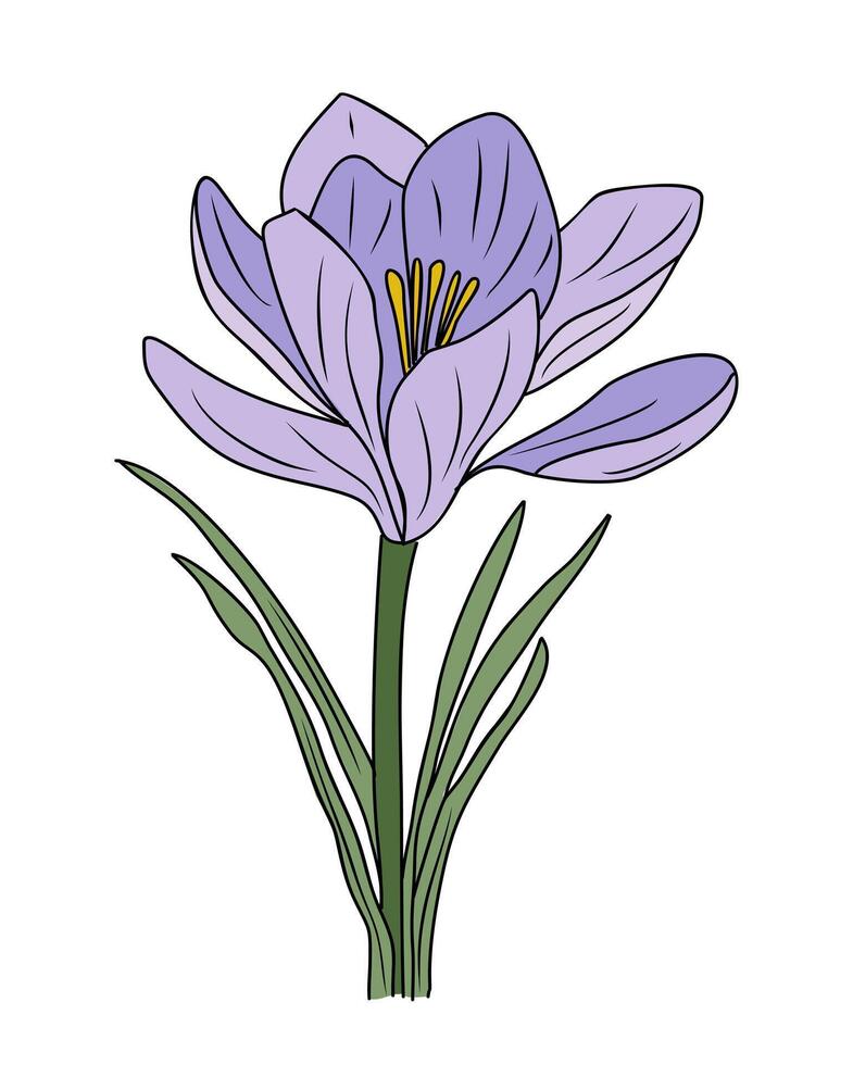 Purple Crocus flower color outline drawing vector