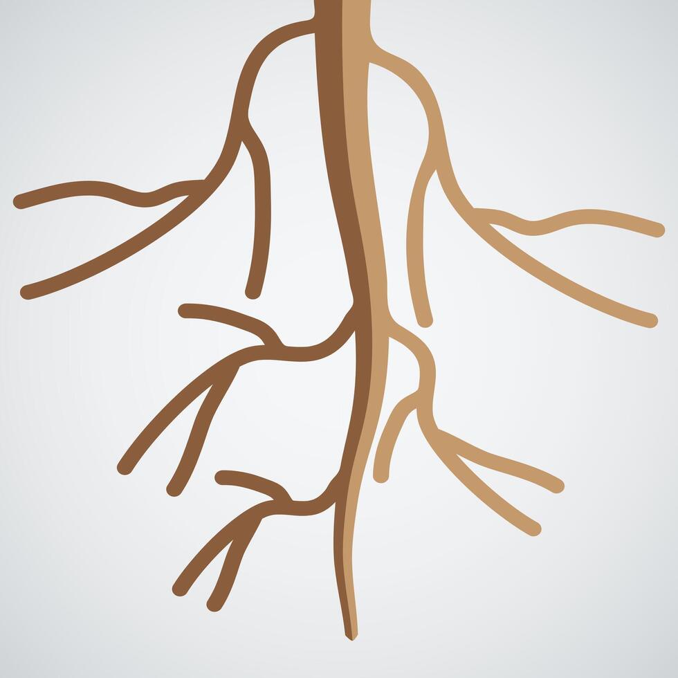 Illustration of Plant Taproot Structure vector