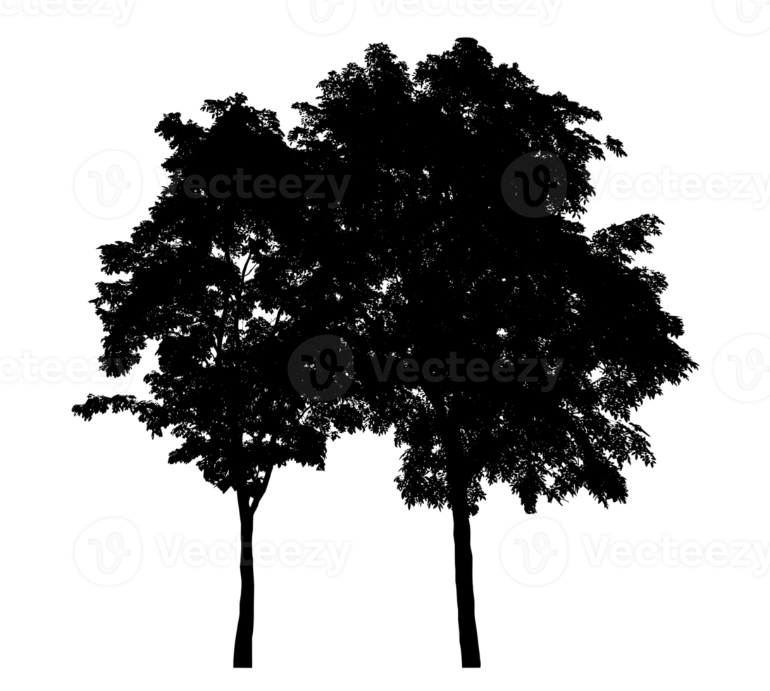 Big trees silhouettetree on a transparent background. png
