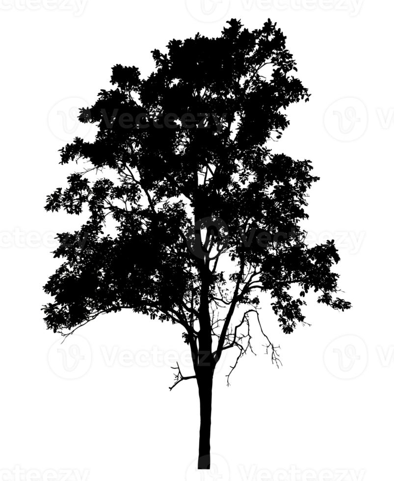 silhouette of tree on transparent background.tree silhouette isolated on transparent background. cutout trees. hand drawn design. png