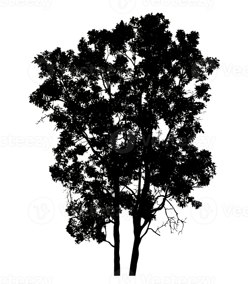 Big tree silhouettetree on a transparent background. png