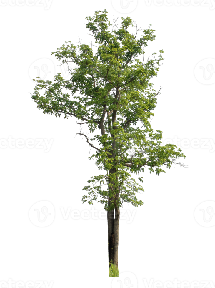 Real tree with green leaves, tree on transparent background. High-quality, scalable graphic for versatile creative use png
