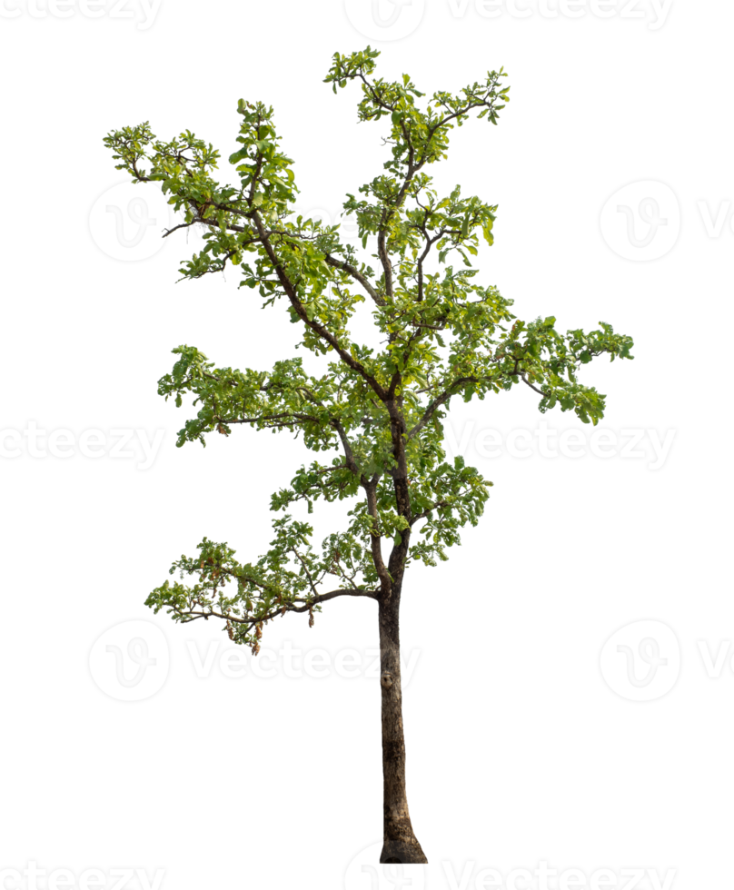 Real tree with green leaves, tree on transparent background,.High-quality, scalable graphic for versatile creative use png