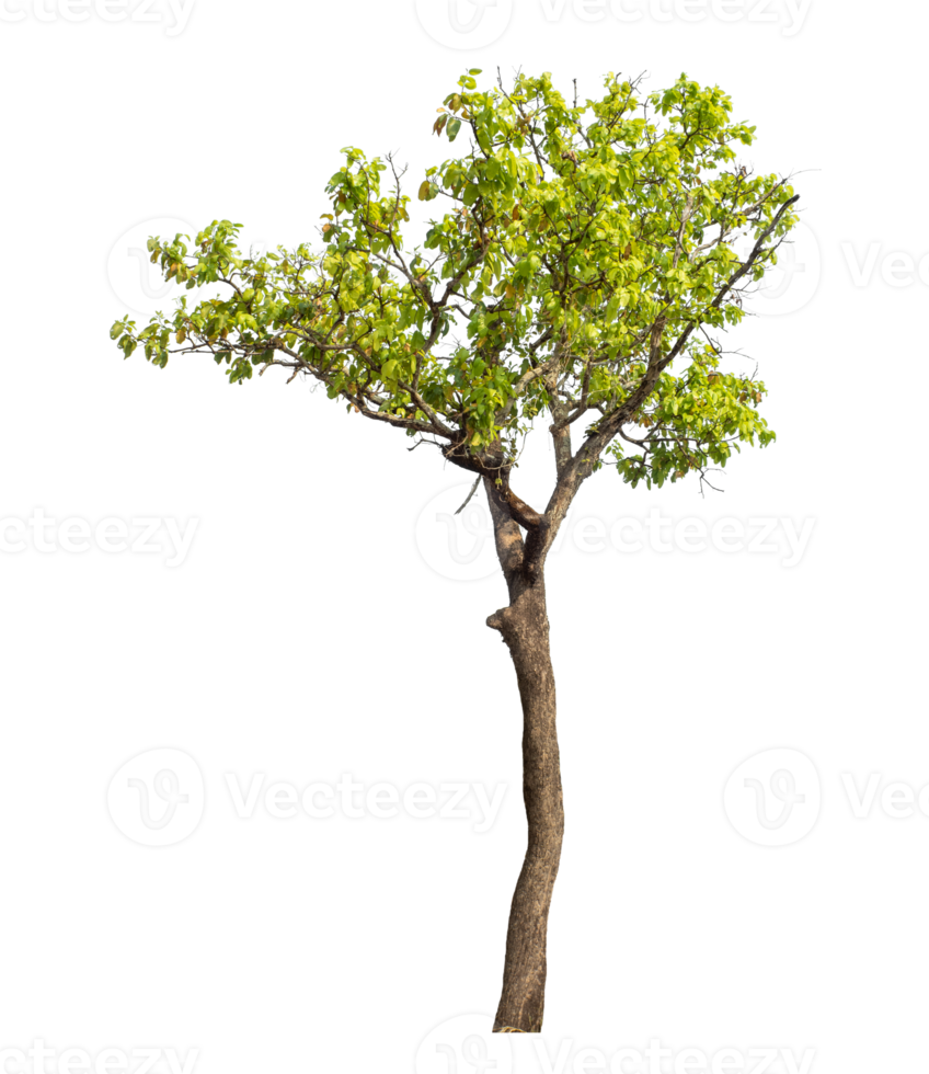 Real tree with green leaves, tree on transparent background.High-quality, scalable graphic for versatile creative use. png