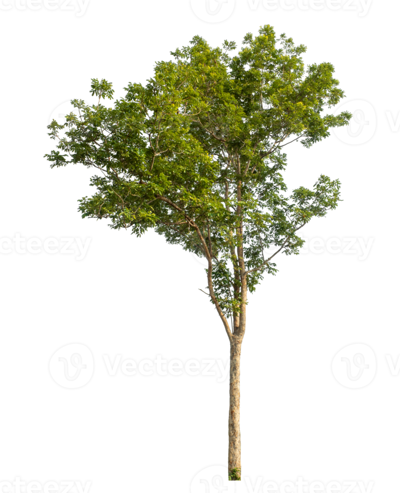 Real tree with green leaves, tree on transparent background..High-quality, scalable graphic for versatile creative use. png
