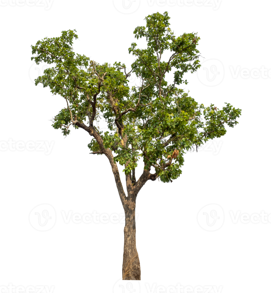 Real tree with green leaves, tree on transparent background..High-quality, scalable graphic for versatile creative use png