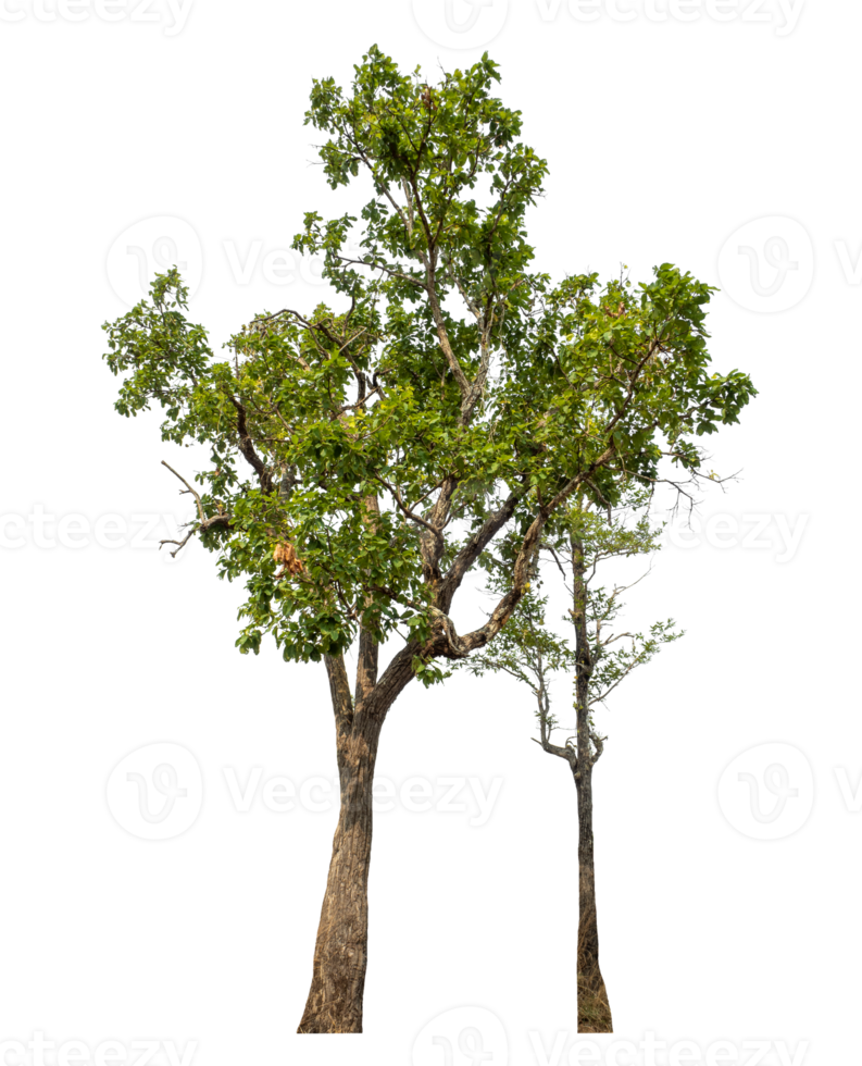 Group of trees isolated on transparent background.High-quality, scalable graphic for versatile creative use png