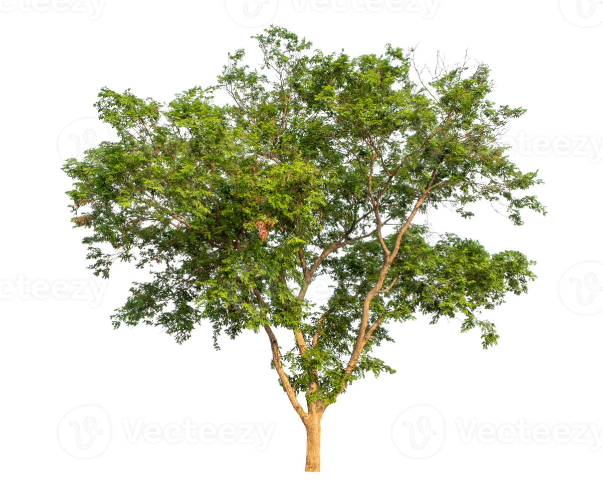 Isolated single tree with clipping path and alpha channel on transparent picture background.High-quality, scalable graphic for versatile creative use. png