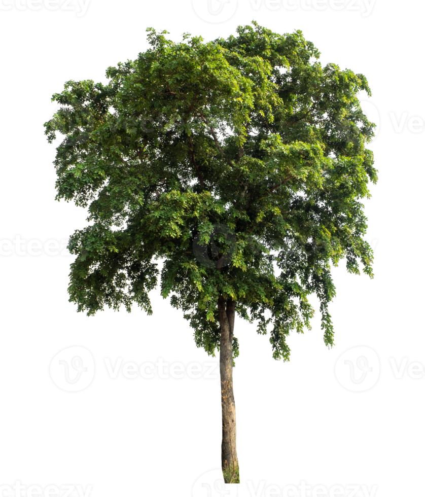 Isolated single tree with clipping path and alpha channel on a transparent picture background.High-quality, scalable graphic for versatile creative use. png