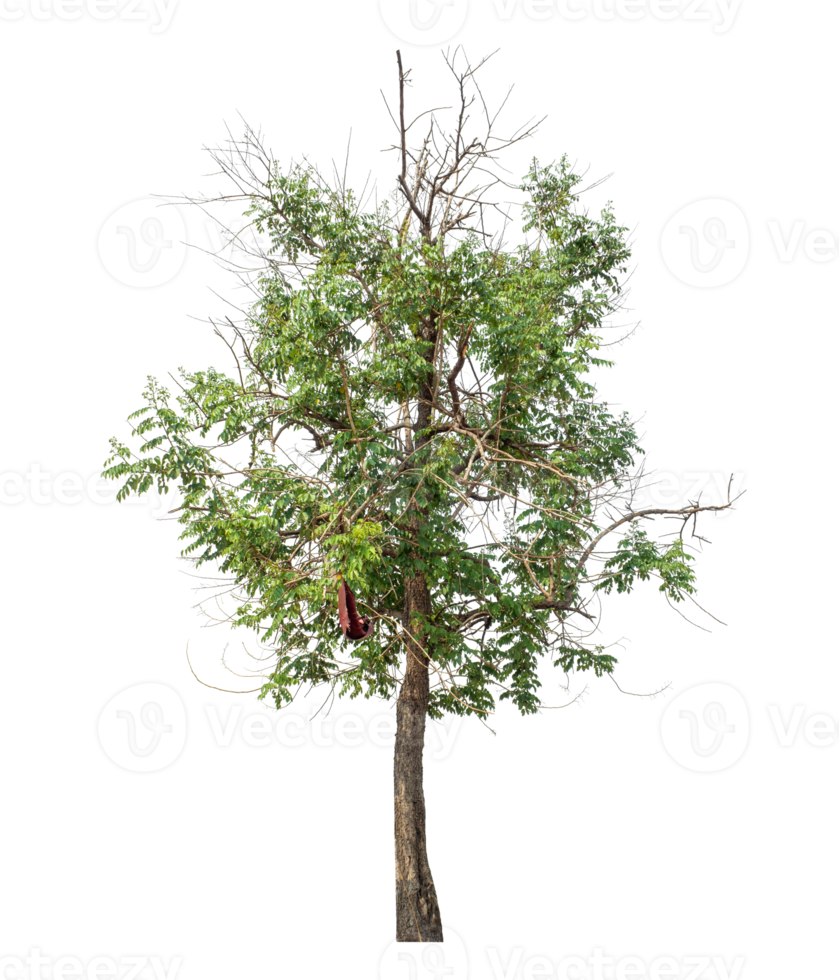 Isolated single tree with clipping path and alpha channel on transparent picture background.High-quality, scalable graphic for versatile creative use png
