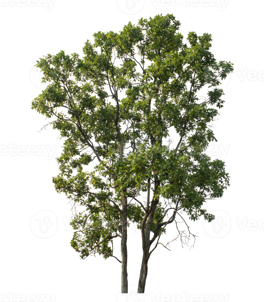 Isolated single trees with clipping path and alpha channel on a transparent picture background.High-quality, scalable graphic for versatile creative use. png