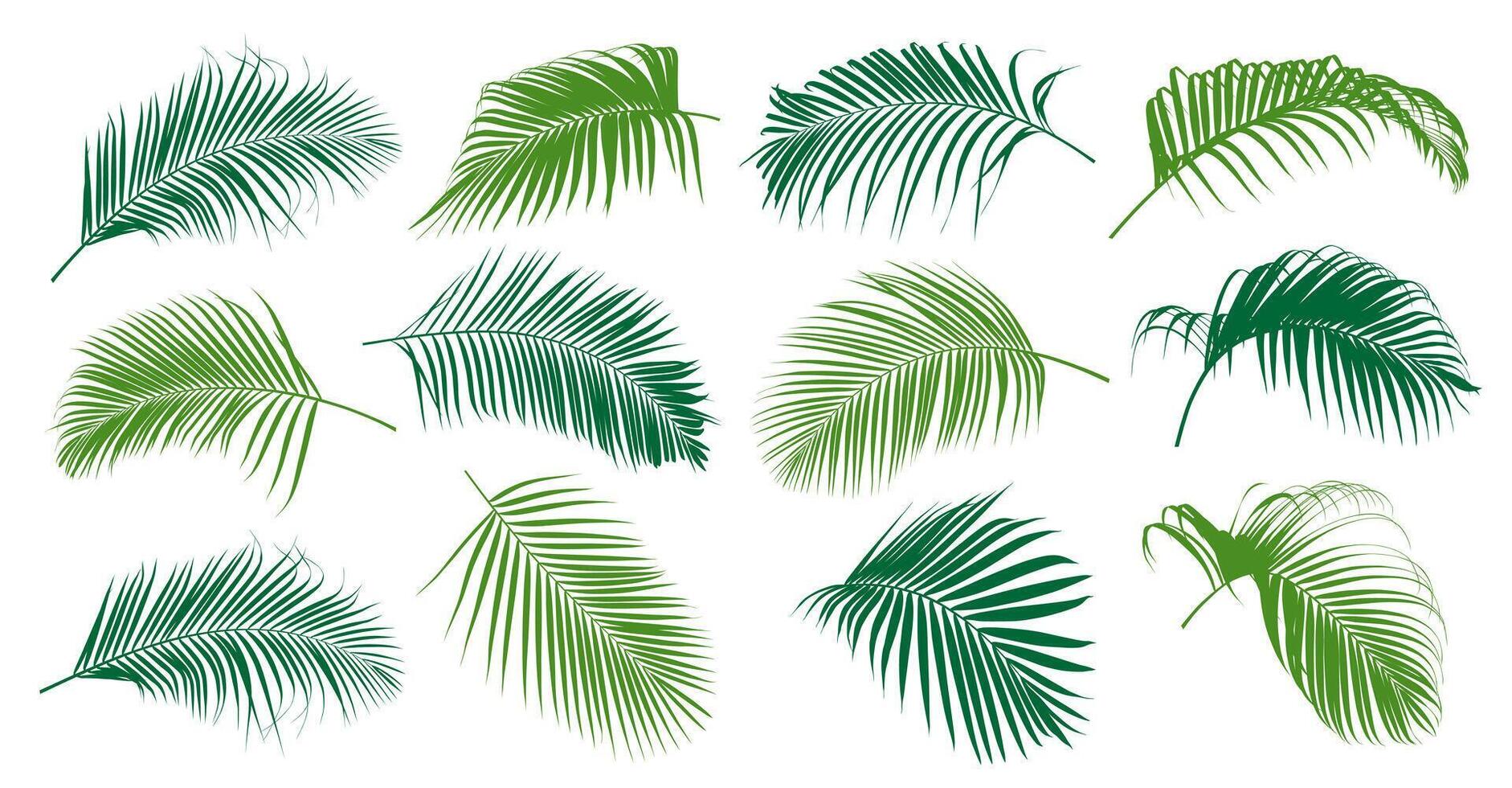 Set of tropical green palm tree leaf and coconut leaf illustrator vector