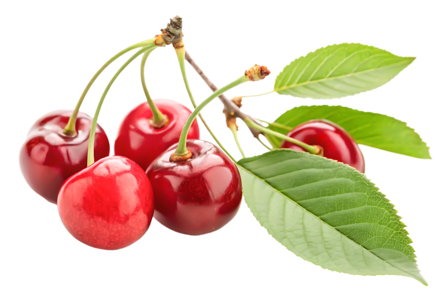 Juicy Red Cherries on Branch with Green Leaves Fresh Fruit Still Life Photography png