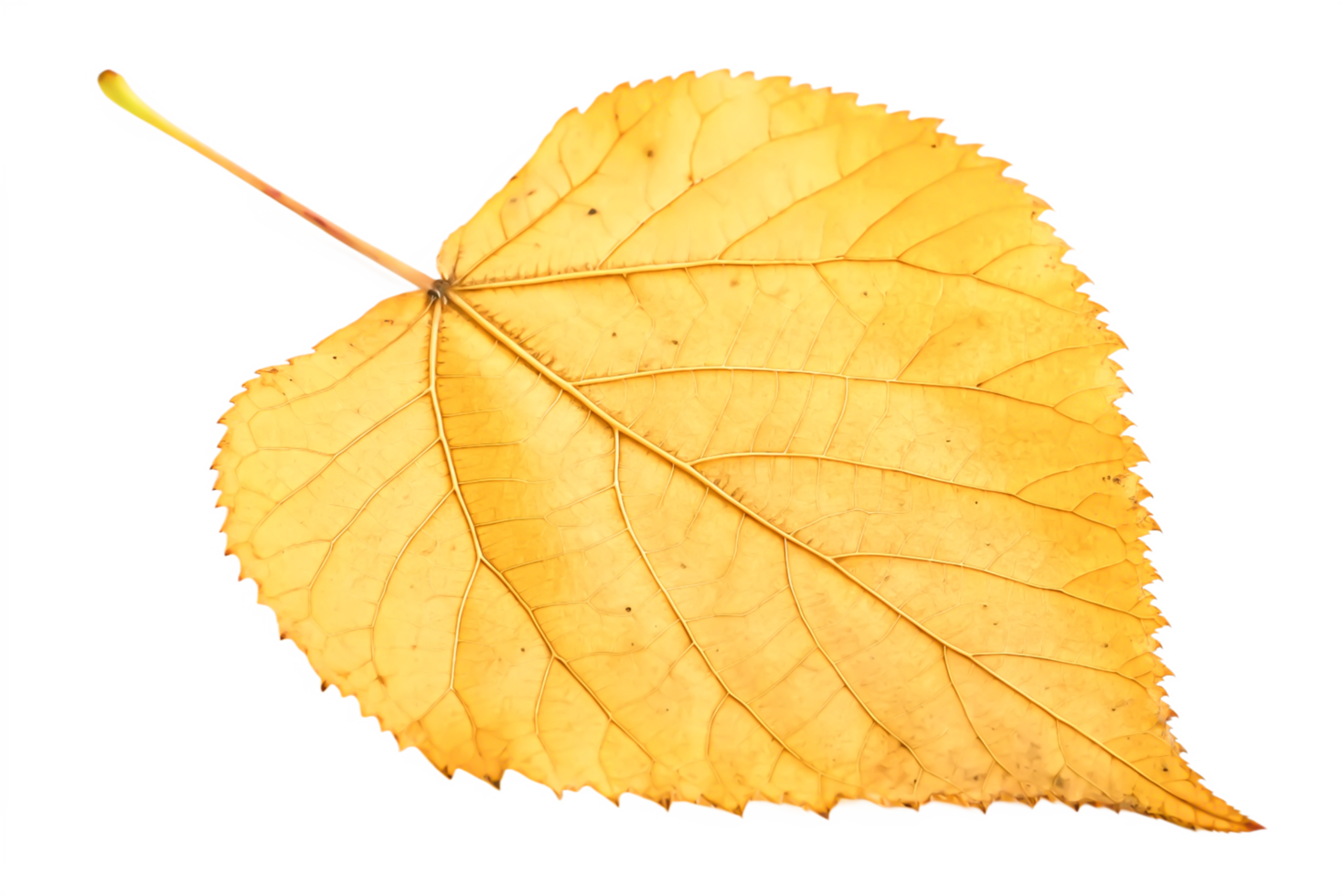 Single Dried Yellow Autumn Leaf, Detailed Macro Photography, Isolated on Black Background png