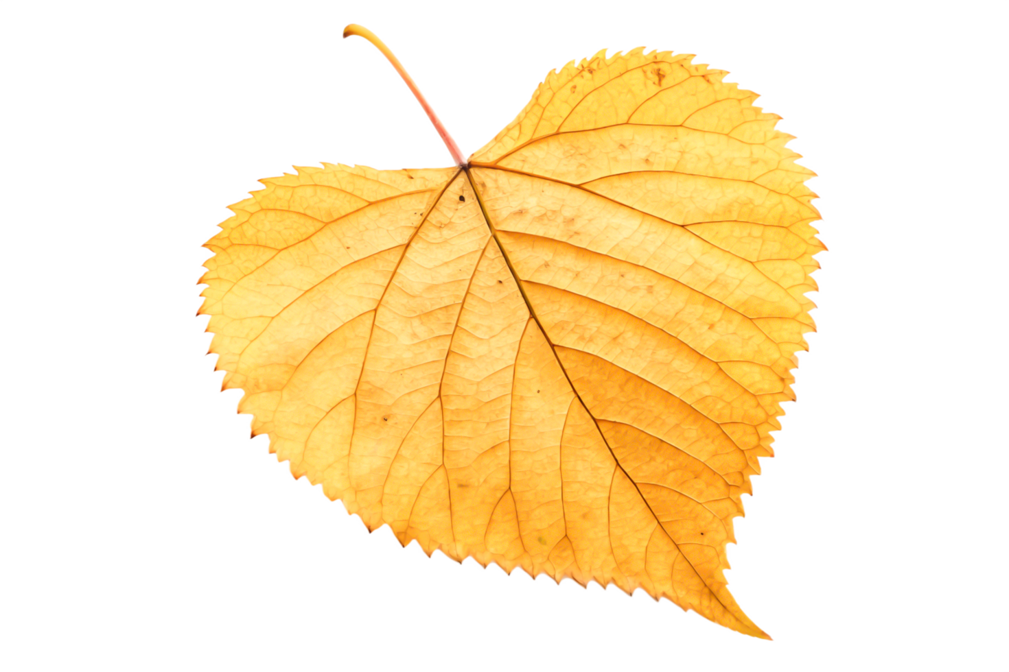 Single Dried Golden Autumn Leaf, Isolated on Black Background, Botanical Illustration png