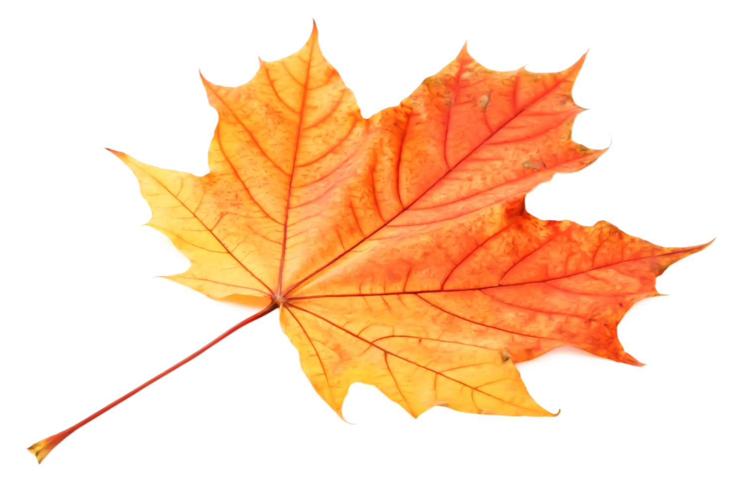 Stunning Autumn Maple Leaf Vibrant Orange Yellow Fall Foliage Isolated on Black png