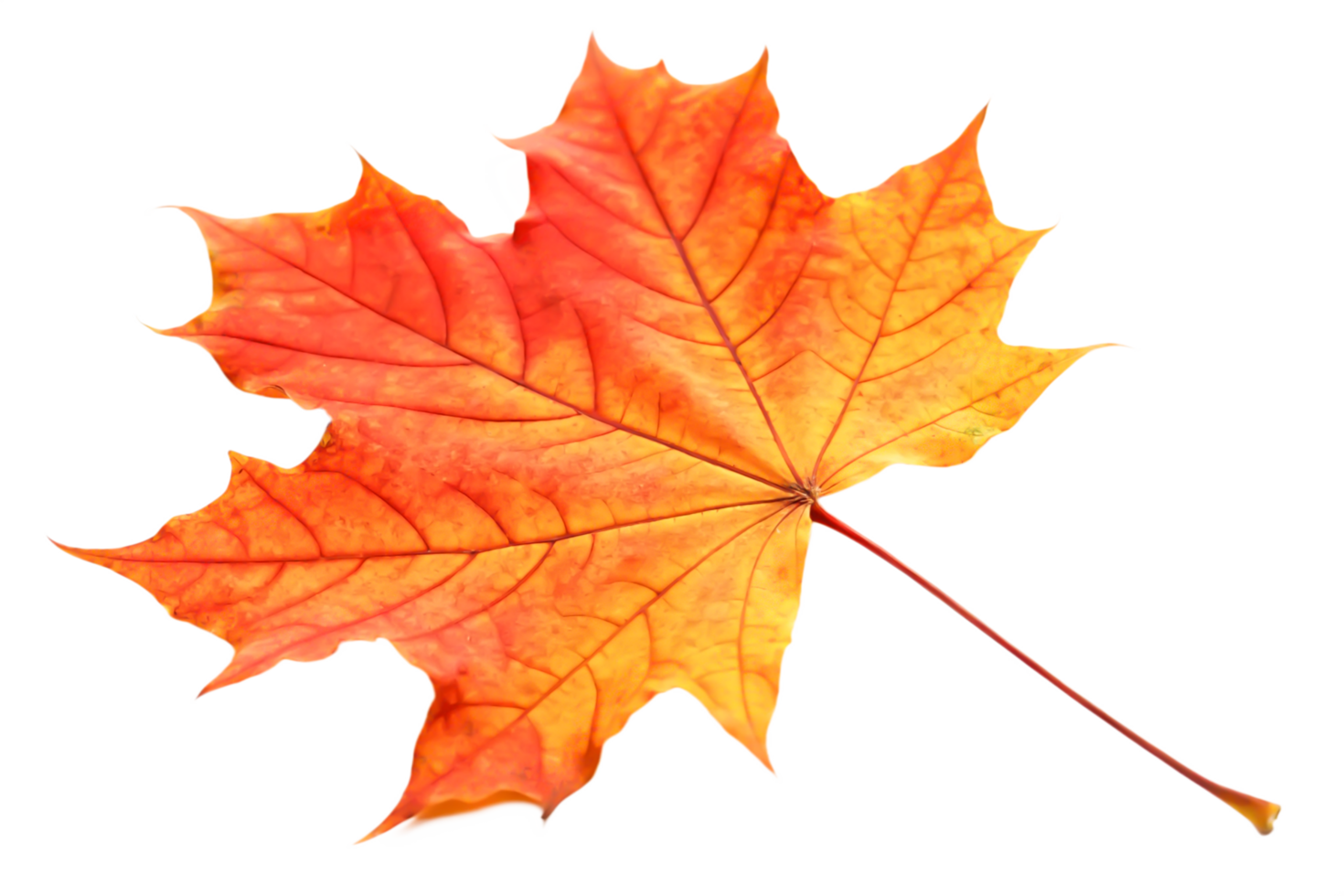 Vibrant Autumn Maple Leaf Isolated Fall Foliage, Red and Orange Colors png
