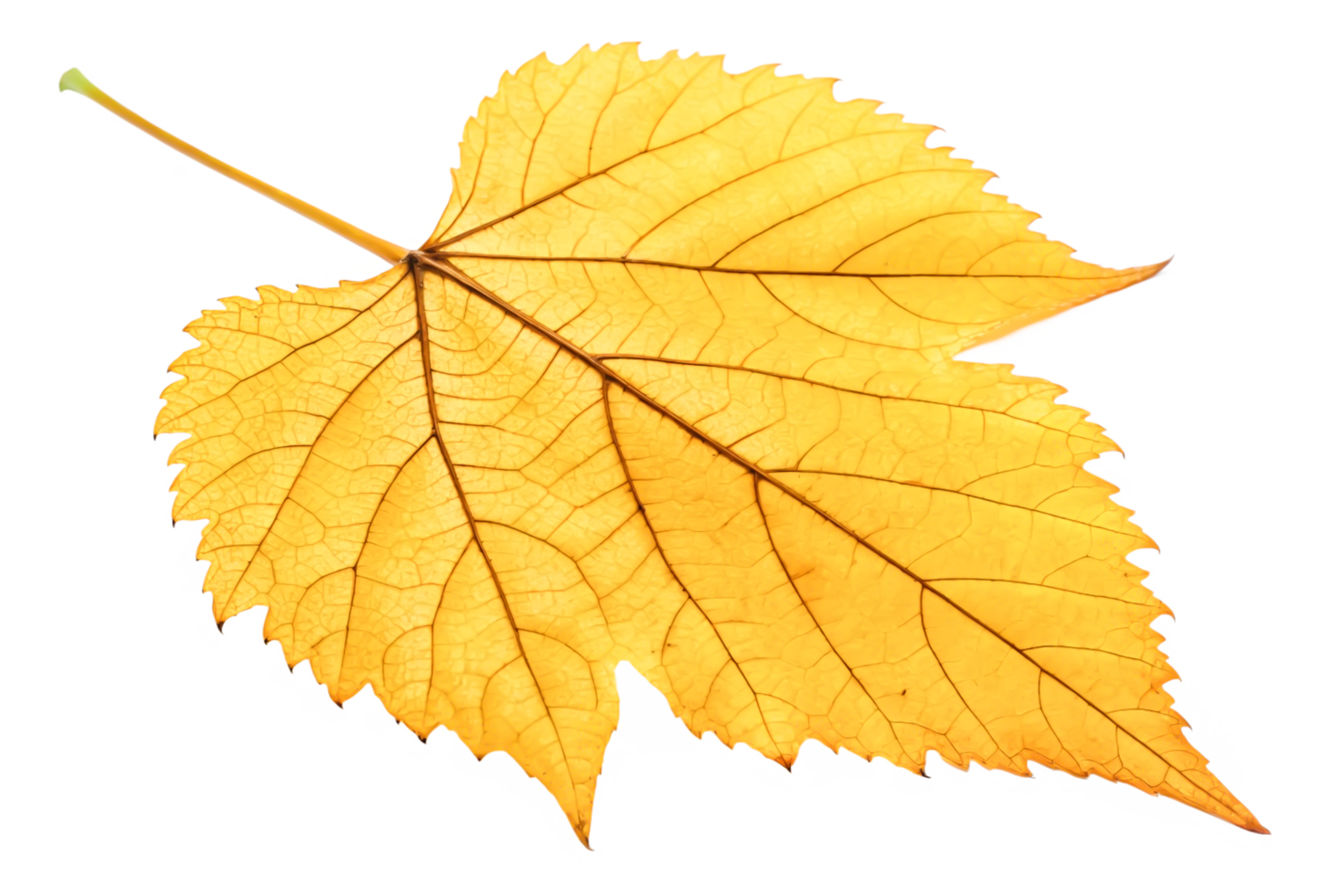 Single Dried Yellow Leaf, Autumn Nature Detail, Isolated on Black Background png