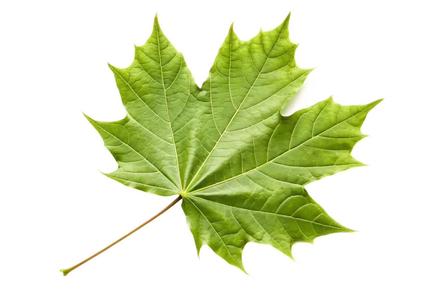 Vibrant Green Maple Leaf Isolated on Black Background, Detailed Texture, Nature Photography png