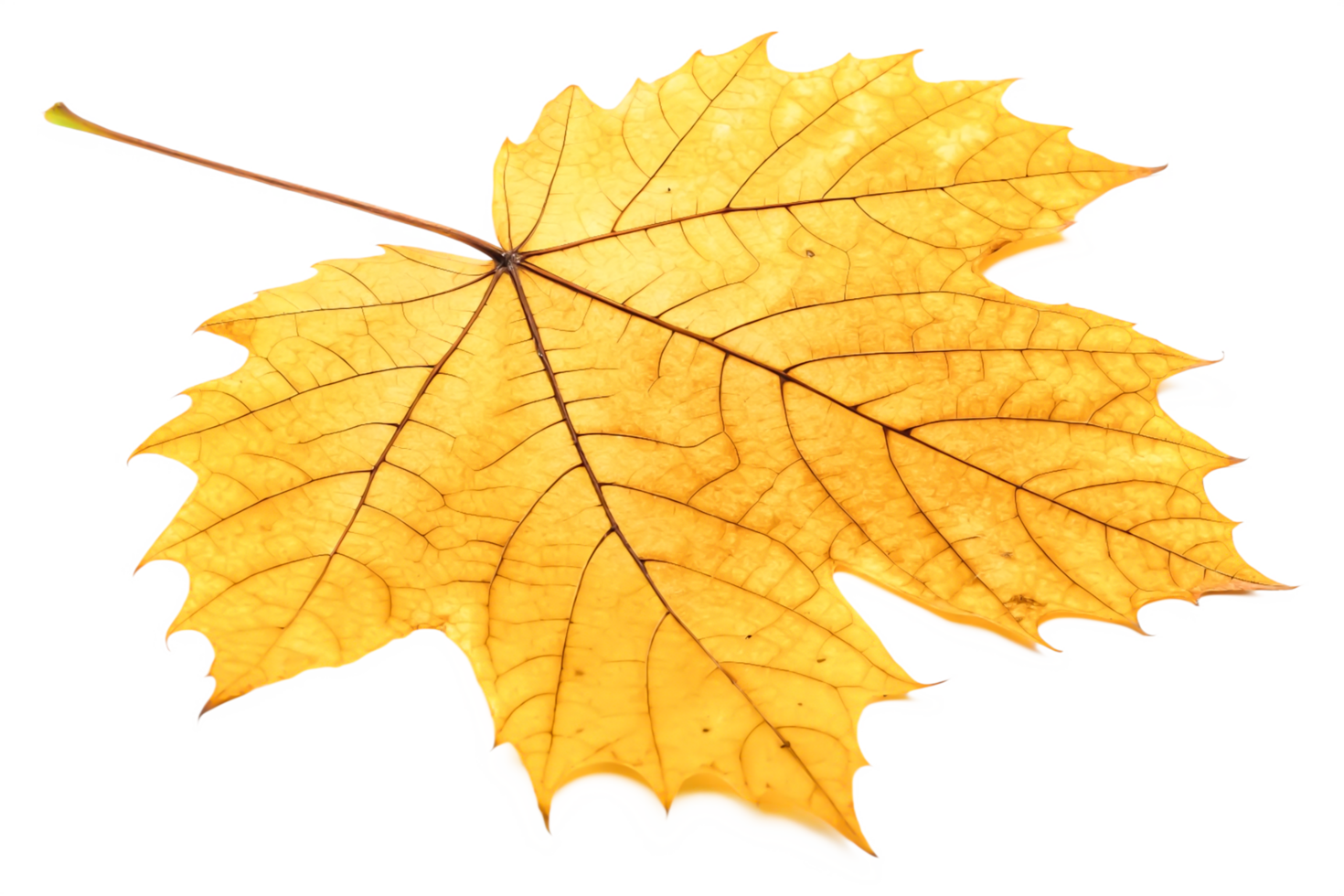 Single Dried Yellow Autumn Leaf, Detailed Macro Photography, Nature Texture png