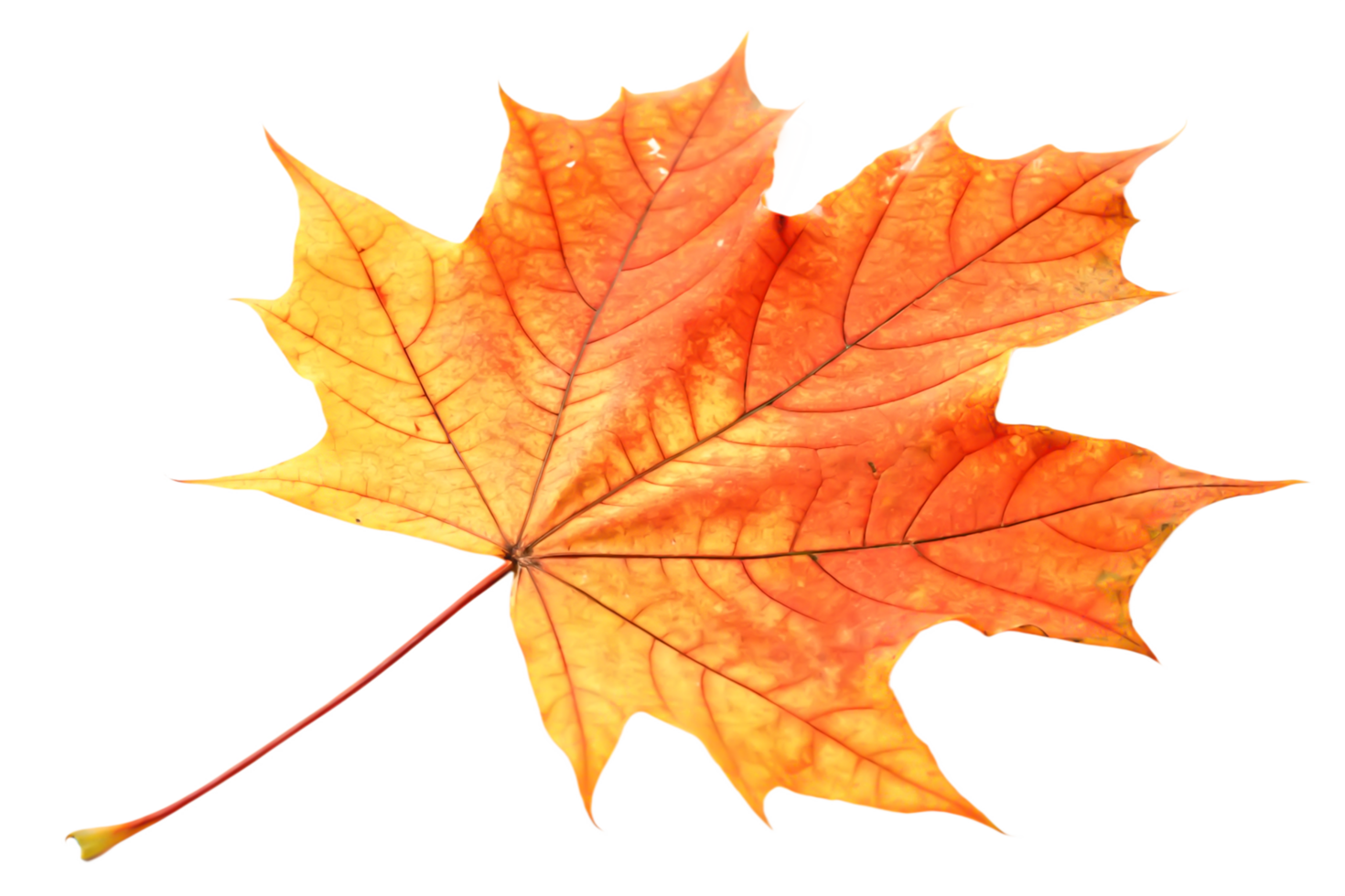 Vibrant Autumn Maple Leaf, Isolated on Black Background, Fall Foliage, Nature Photography png