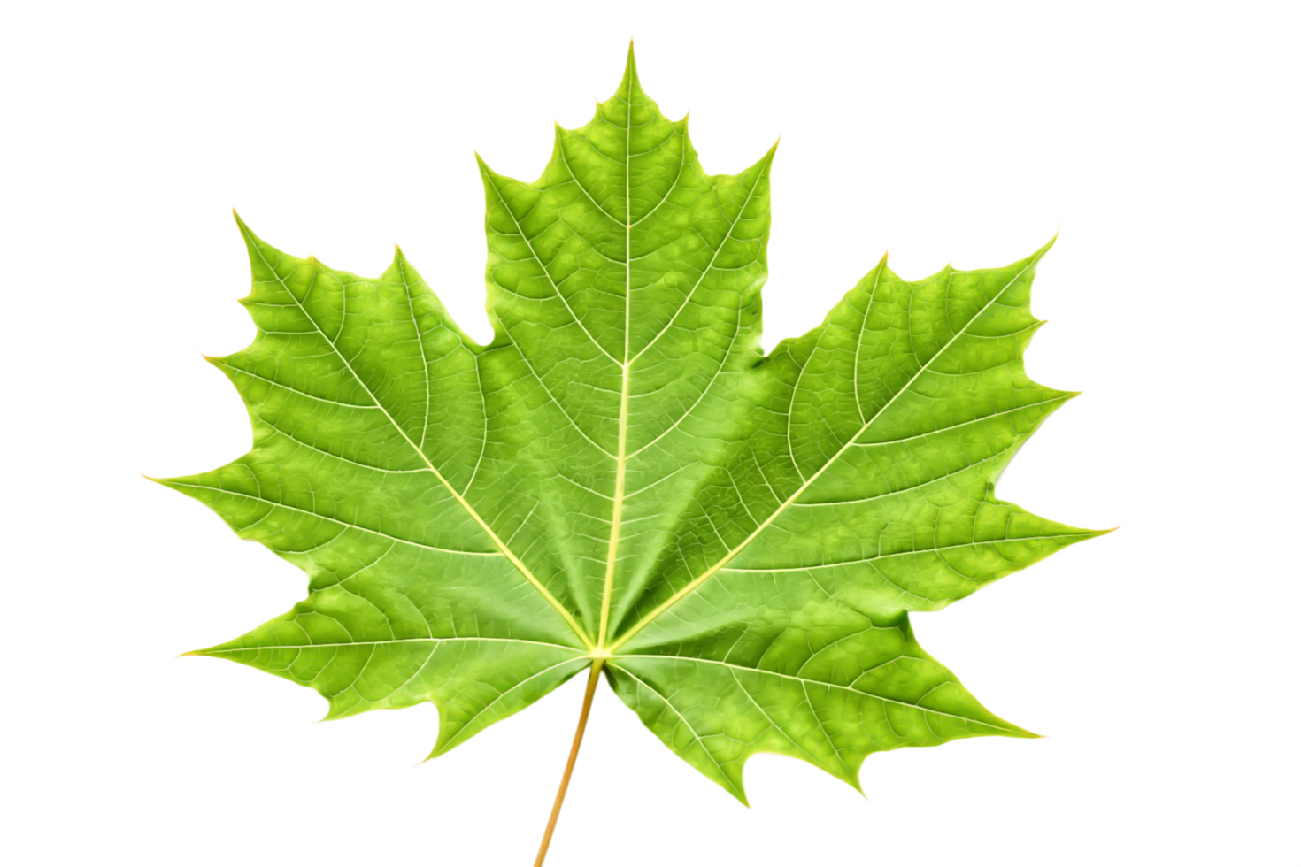 Vibrant Green Maple Leaf, Detailed Close-up, Isolated on Black Background png