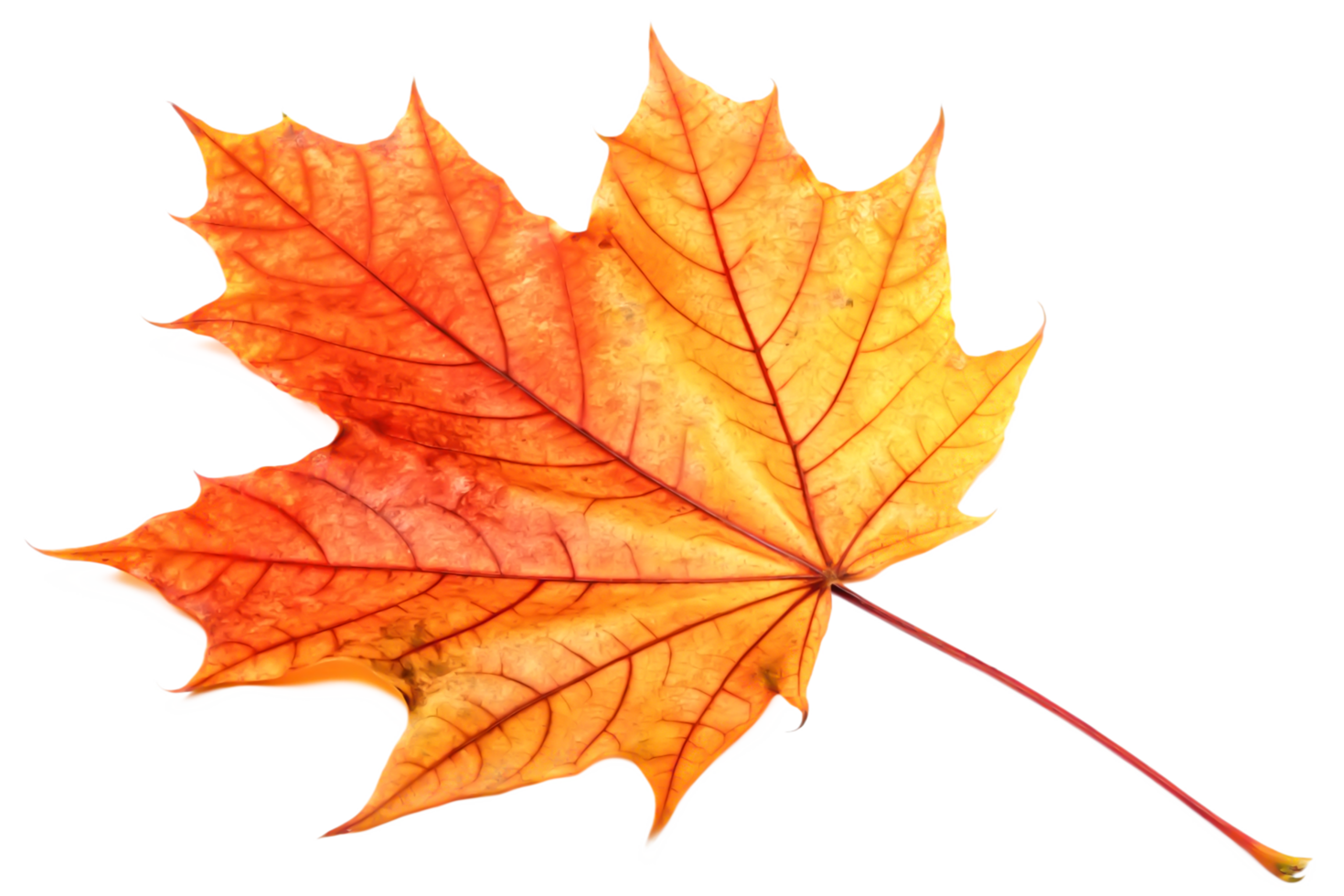 Stunning Single Orange Autumn Maple Leaf Isolated on Black Background png
