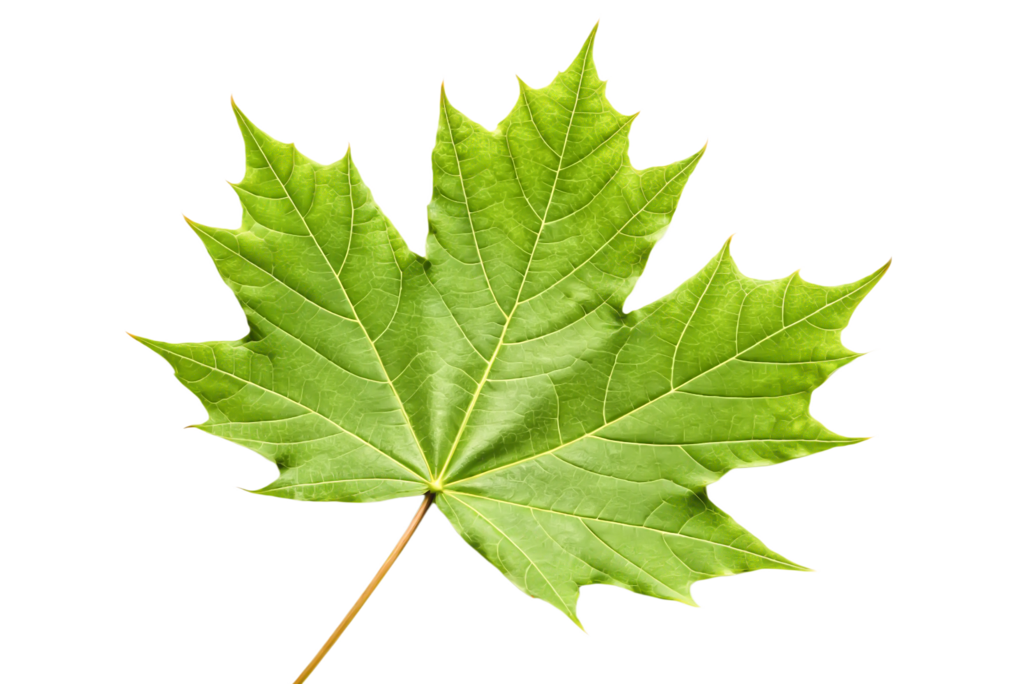 Vibrant Green Maple Leaf Isolated on Black Background, Detailed Nature Photography png