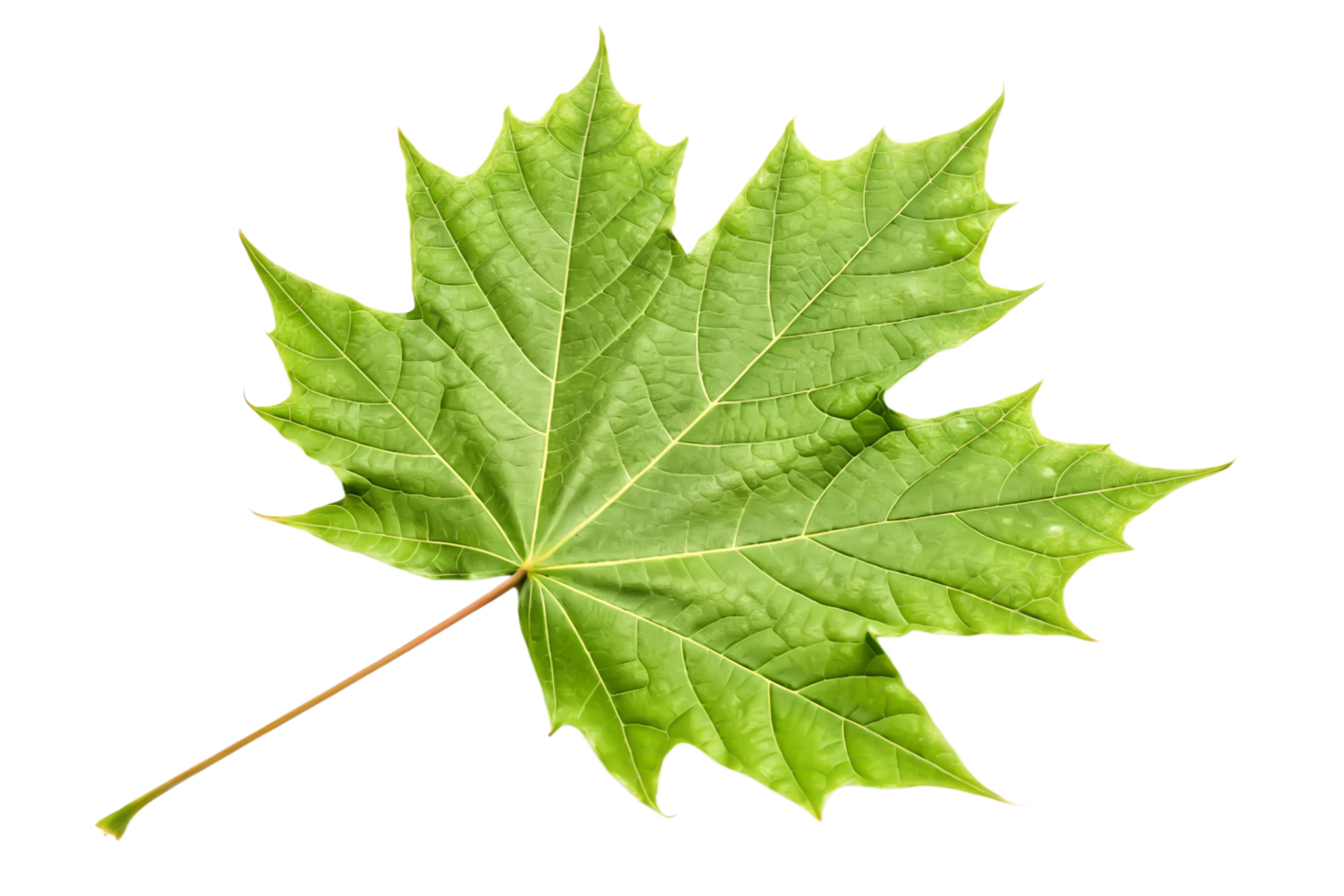 Single Vibrant Green Maple Leaf Isolated on Black Background png
