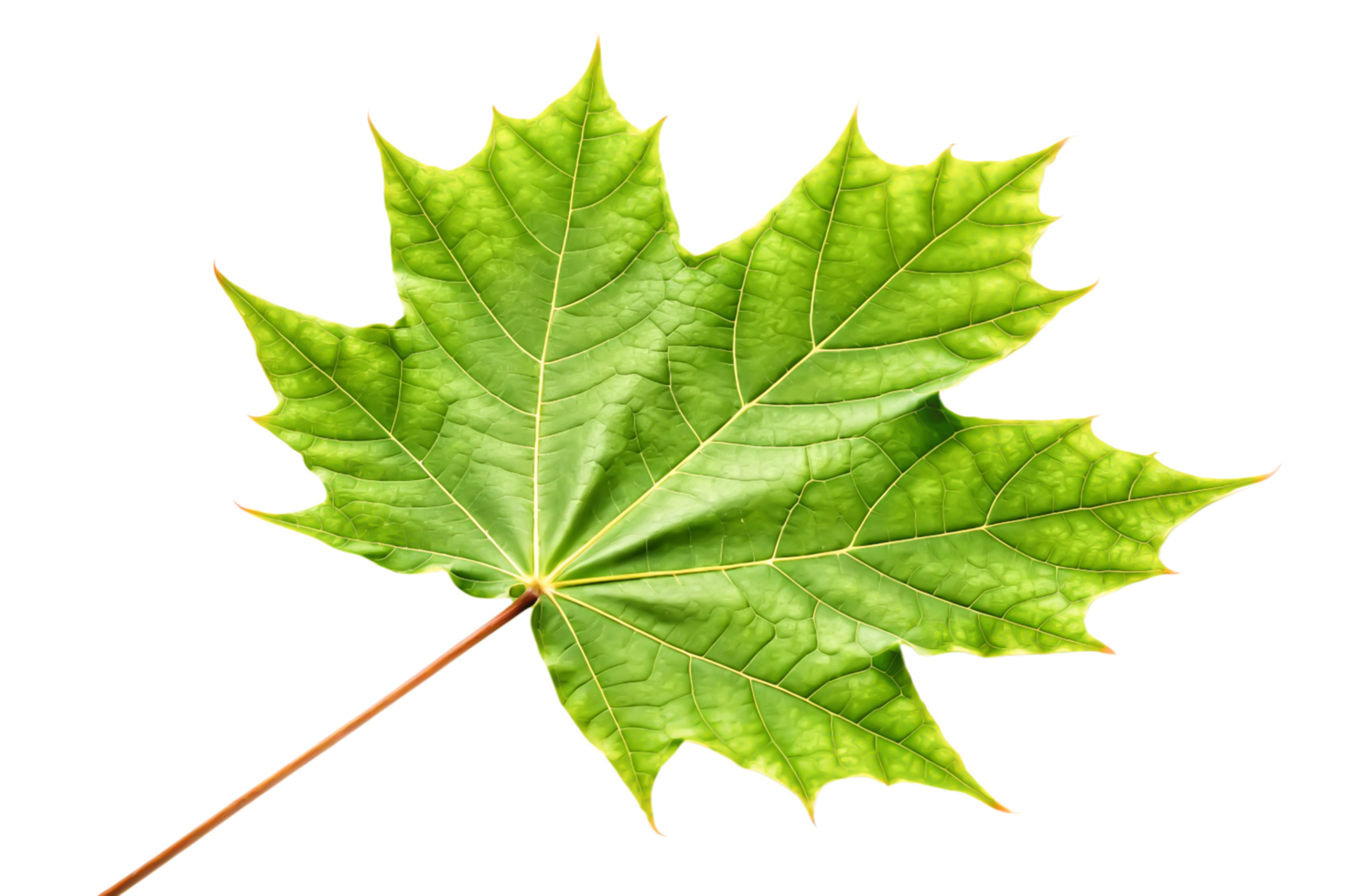 Vibrant Green Maple Leaf Isolated on Black Background Nature Photography png