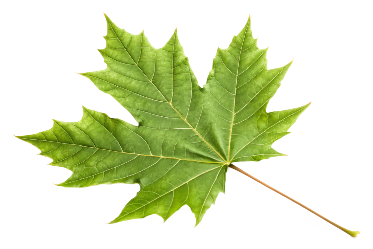 Vibrant Green Maple Leaf Isolated on Black Background High-Resolution Nature Image png
