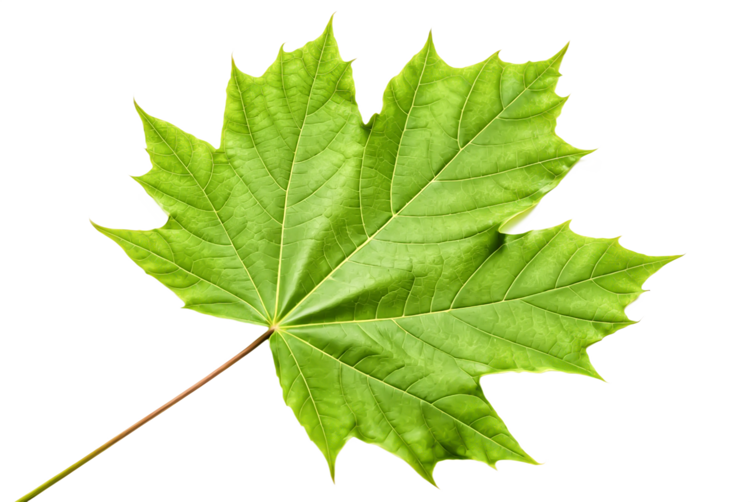 Vibrant Green Maple Leaf Isolated on Black Background, Nature Photography png